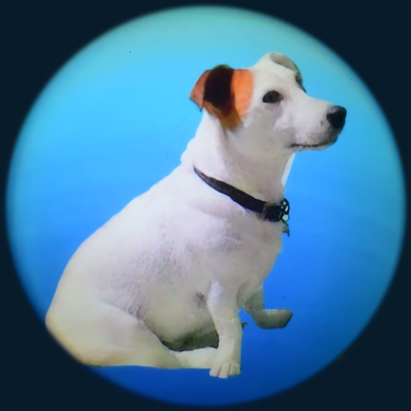 OPTIKinetics 6 inch Picture Effect Wheel Family Pet showing pet animal themed imagery for reminiscence therapy, storytelling projection, and sensory room engagement