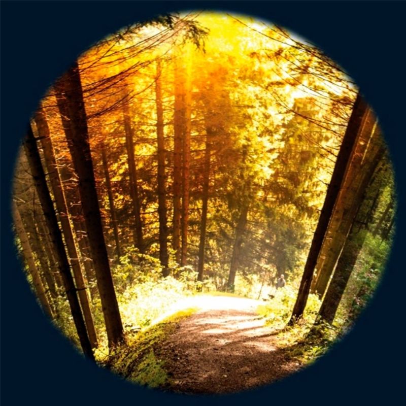 OPTIKinetics 6 inch Picture Effect Wheel Season Woods showing seasonal woodland imagery for calming nature-themed projection in sensory rooms and therapy environments